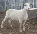 Sheep Trax Maddox 435M
